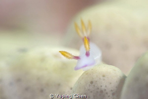 Little Princess/AKA island, Okinawa,Japan, Canon 5D MarkI... by Yuping Chen 
